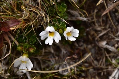 Euphrasia petriei