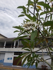 Magnoliopsida