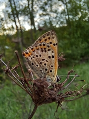 Lycaena bleusei