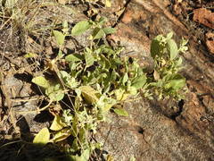 Hermannia grandistipula