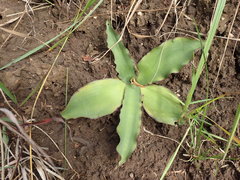Ledebouria ovatifolia