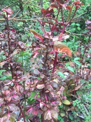 Iresine diffusa herbstii