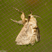 Perola nitidissima - Photo (c) Arnold Wijker, algunos derechos reservados (CC BY-NC), subido por Arnold Wijker
