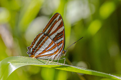 Adelpha syma
