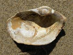 Zirfaea crispata