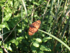 Acraea petraea