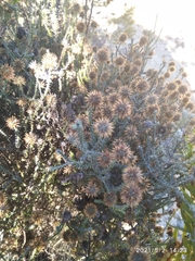 Seriphium cinereum