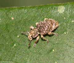 Eudiagogini