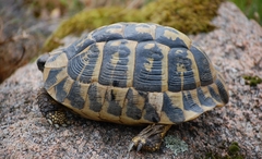 Testudo hermanni hermanni