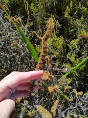 Seriphium cinereum