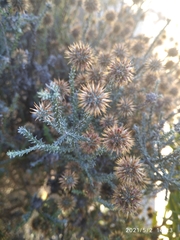 Seriphium cinereum