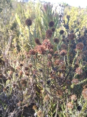 Seriphium cinereum