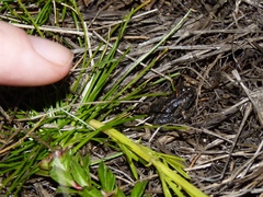 Microbatrachella capensis