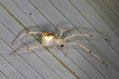 Thwaitesia glabicauda