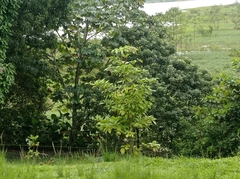 Angiospermae