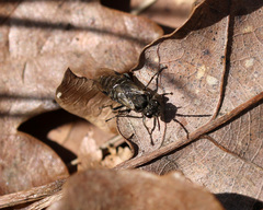 Sciapteryx consobrina