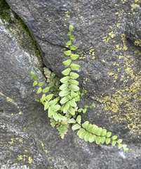Asplenium platyneuron