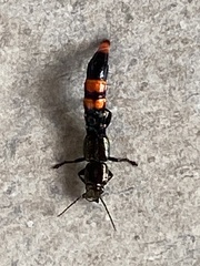 Taenodema