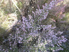 Polycodon