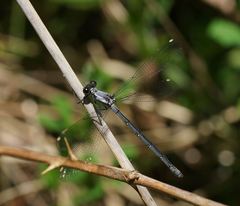 Austroargiolestes calcaris