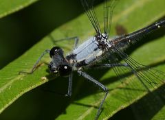 Austroargiolestes calcaris