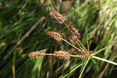 Cyperus lucidus