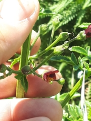 Scrophularia sublyrata