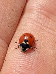 Coccinella septempunctata