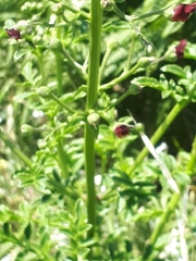 Scrophularia sublyrata