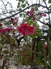 Magnoliopsida