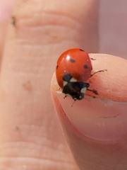 Coccinella septempunctata