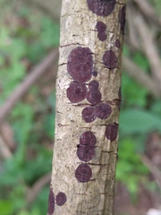 Virgariella