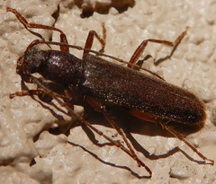 Haplidus testaceus