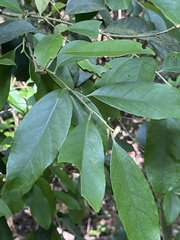 Artabotrys hexapetalus