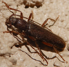 Haplidus testaceus