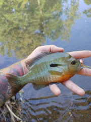 Lepomis auritus