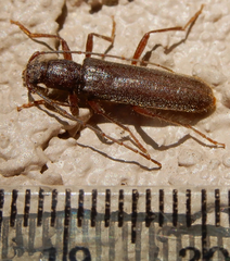 Haplidus testaceus