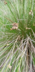 Juncus gregiflorus