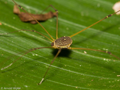 Protus bolivari