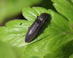 Agriotes pilosellus
