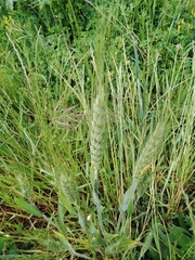 Triticum aestivum