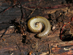 Cylindroiulus luridus