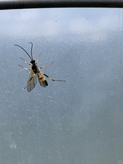 Amblyteles armatorius