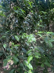 Artabotrys hexapetalus