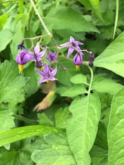 Solanum dulcamara
