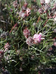 Serruria fasciflora