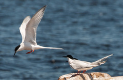 Sterna dougallii