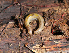 Cylindroiulus luridus