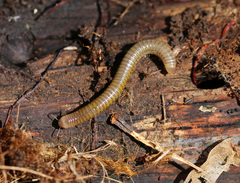 Cylindroiulus luridus