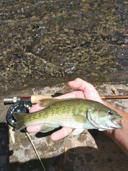 Micropterus tallapoosae